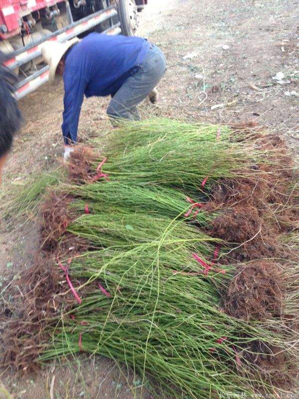 沭陽單重瓣棣棠花價格 沭陽單重瓣棣棠花價格