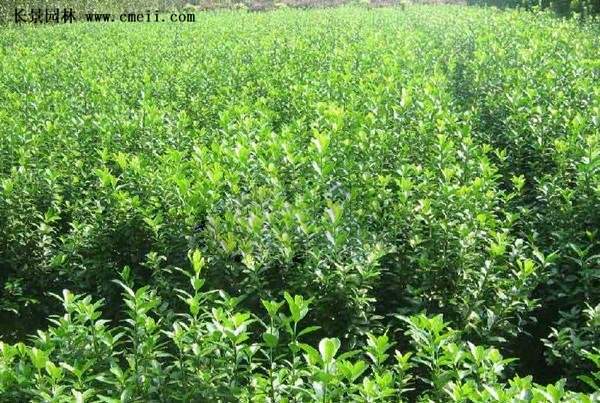 沭陽速生扶芳藤