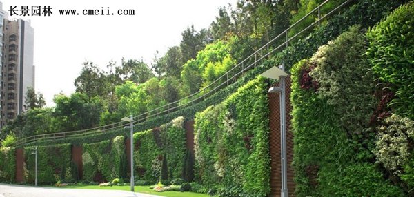 扶芳藤基地 扶芳藤基地