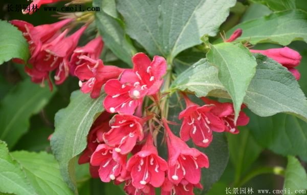 紅王子錦帶修剪方法 紅王子錦帶修剪方法