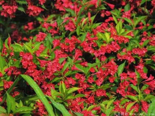 紅王子錦帶修剪方法 紅王子錦帶修剪方法