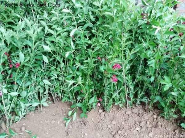 沭陽紅王子錦帶苗 沭陽紅王子錦帶苗