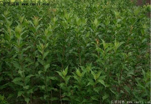 沭陽紅王子錦帶花 沭陽紅王子錦帶花