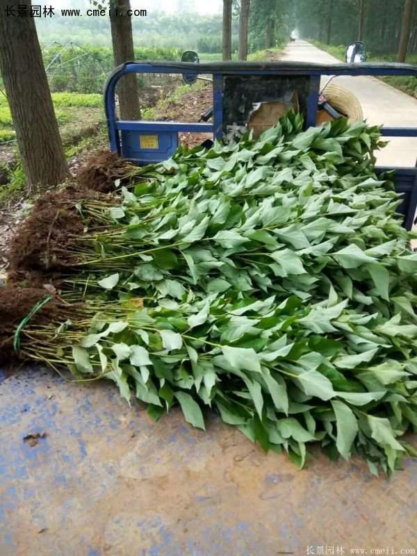 沭陽紅瑞木基地 沭陽紅瑞木基地
