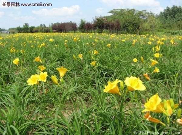 金娃娃萱草多少錢一棵？