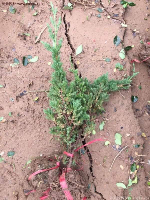 地柏基地照片 地柏基地照片