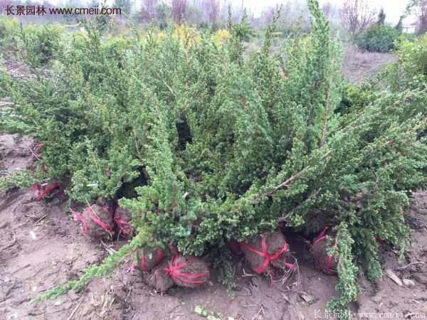地柏基地照片 地柏基地照片