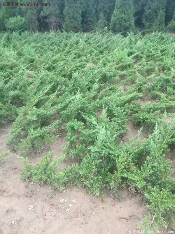 沭陽地柏的優勢