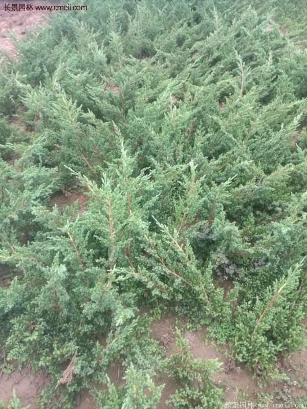 沭陽地柏 沭陽地柏