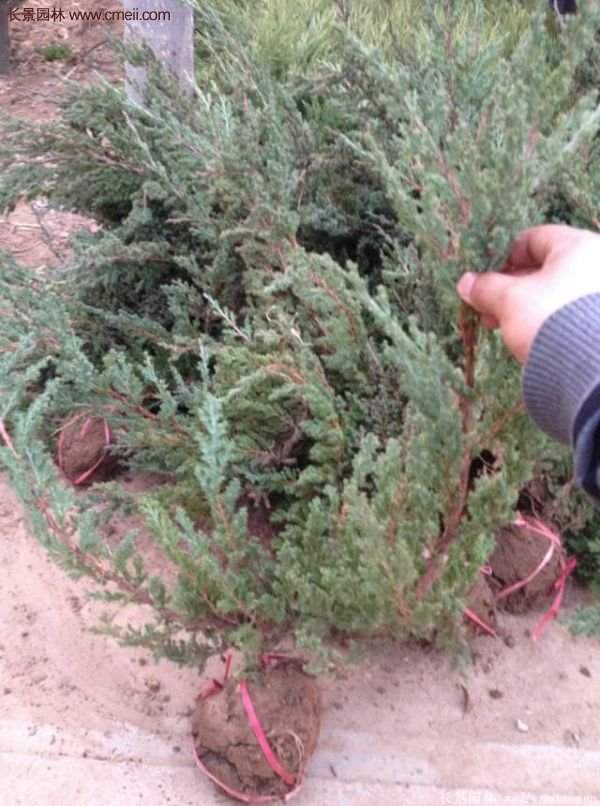 沭陽地柏 沭陽地柏