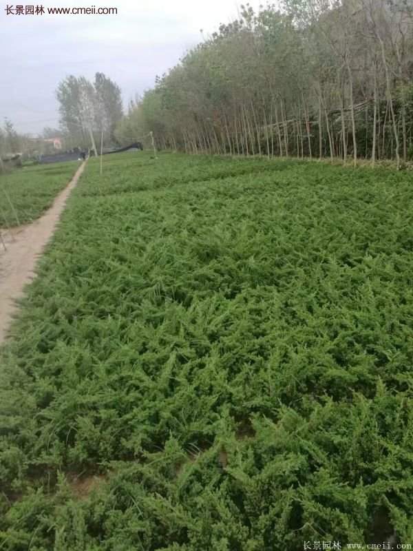 沭陽的地柏基地 沭陽的地柏基地