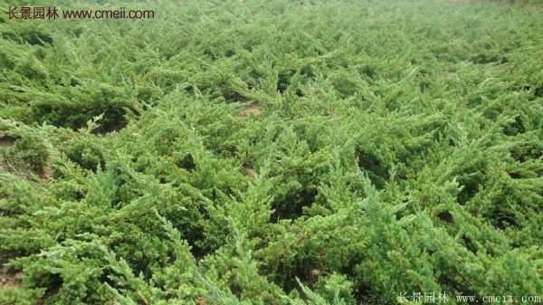 沭陽的地柏基地 沭陽的地柏基地