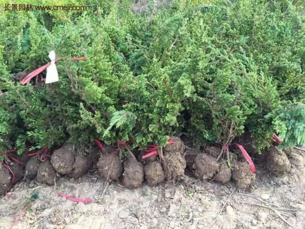 沭陽地柏苗的價格