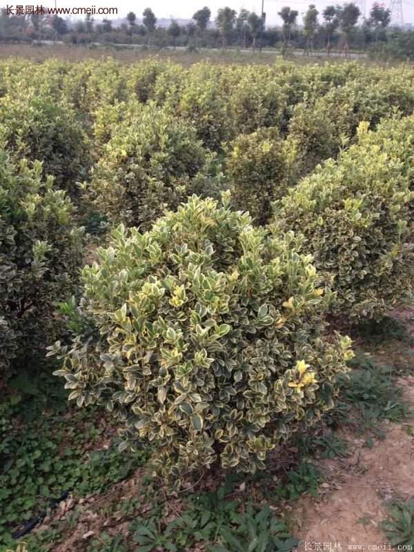 金邊黃楊 金邊黃楊