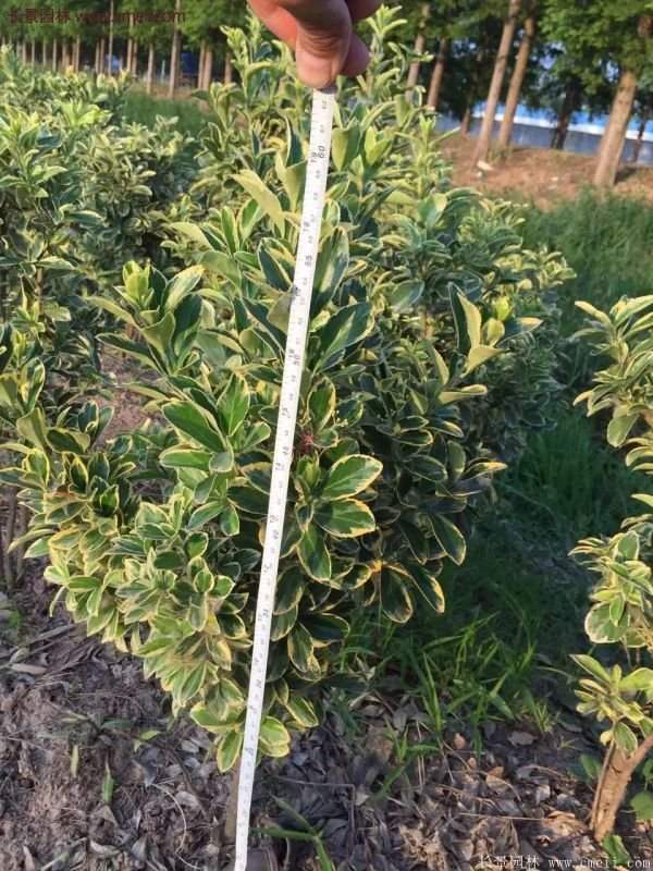 沭陽金邊黃楊價格 沭陽金邊黃楊價格