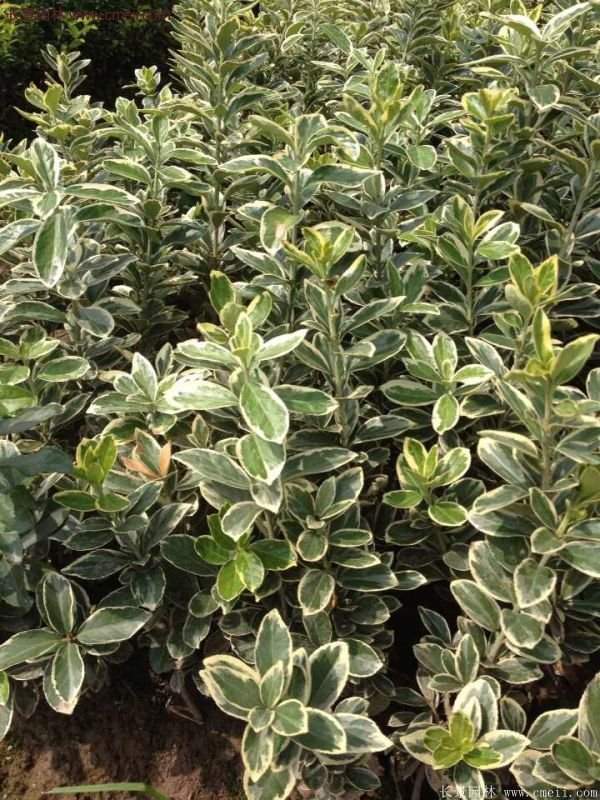 金邊黃楊移栽 金邊黃楊移栽