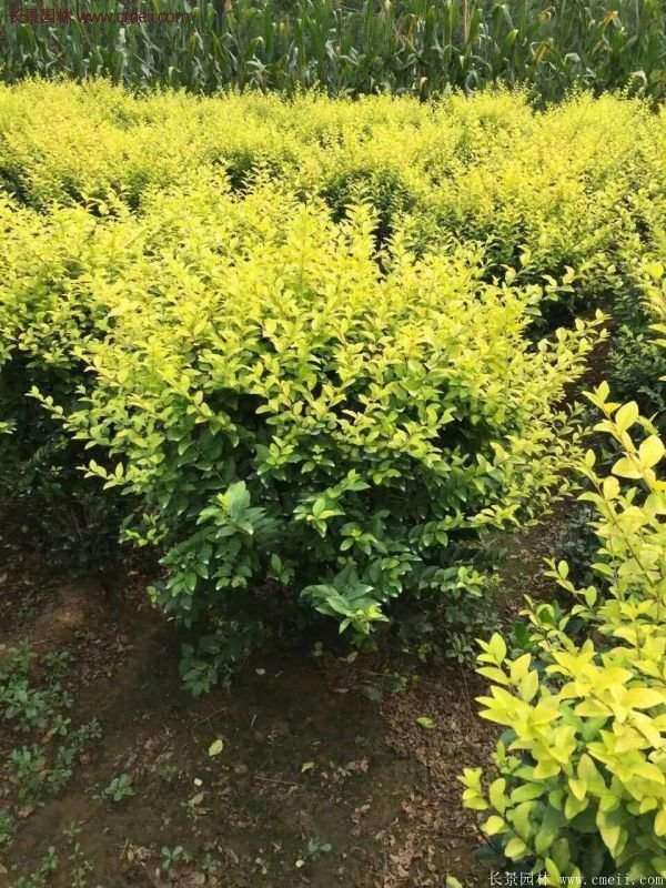 金葉女貞苗、金葉女貞球 金葉女貞苗、金葉女貞球