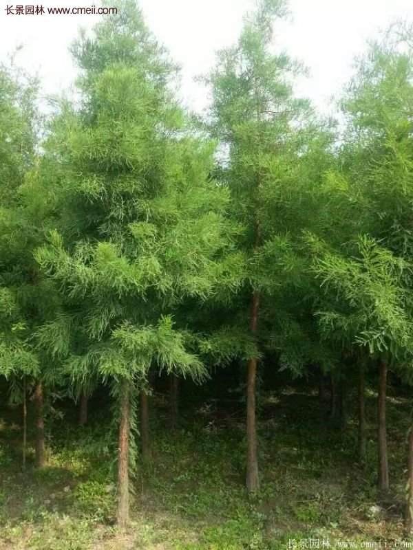 水杉樹(shù)苗