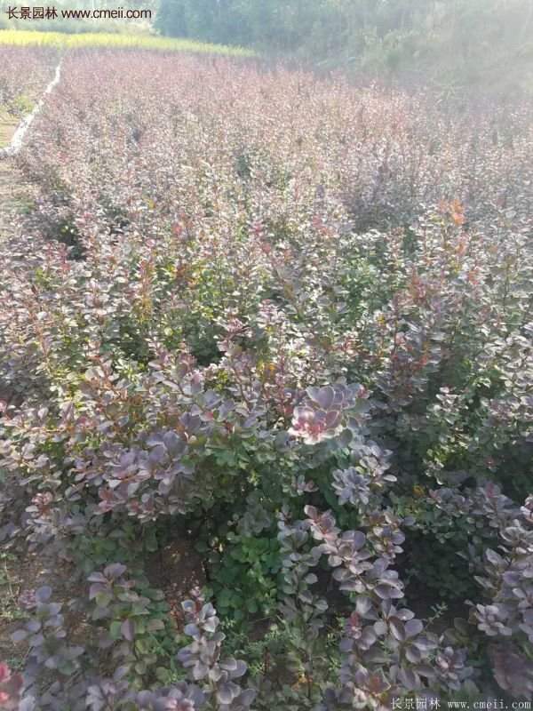 沭陽(yáng)基地的紅葉小檗