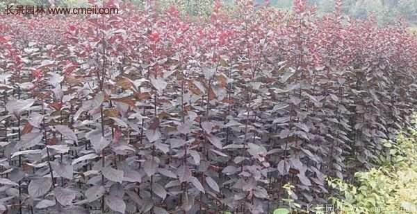 優(yōu)質(zhì)與低價(jià)紫葉李樹(shù)苗批發(fā)的苗圃