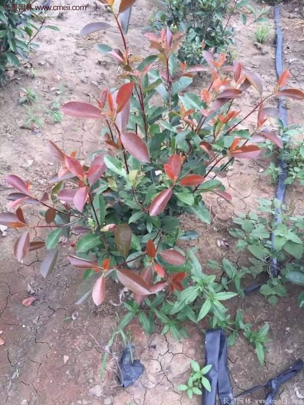 沭陽紅葉石楠基地 沭陽紅葉石楠基地