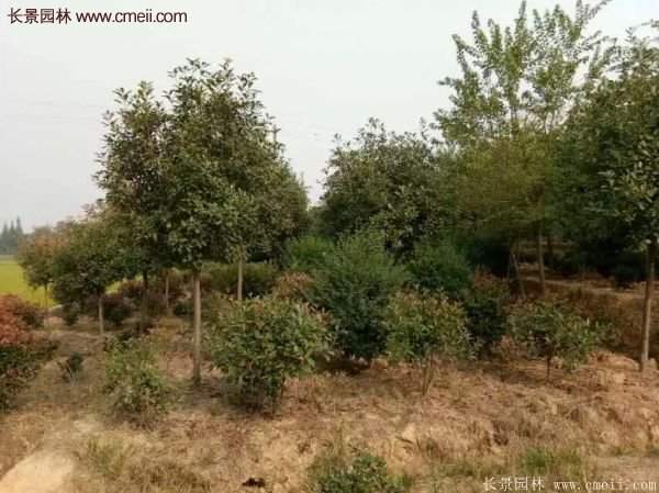 沭陽基地的紅葉石楠球、高桿紅葉石楠 沭陽基地的紅葉石楠球、高桿紅葉石楠