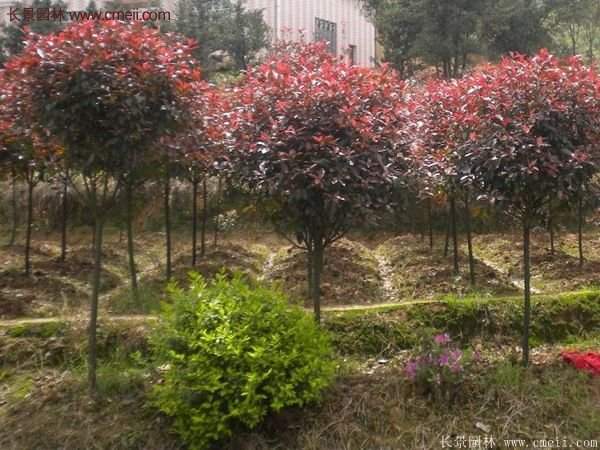 沭陽基地的紅葉石楠球、高桿紅葉石楠 沭陽基地的紅葉石楠球、高桿紅葉石楠