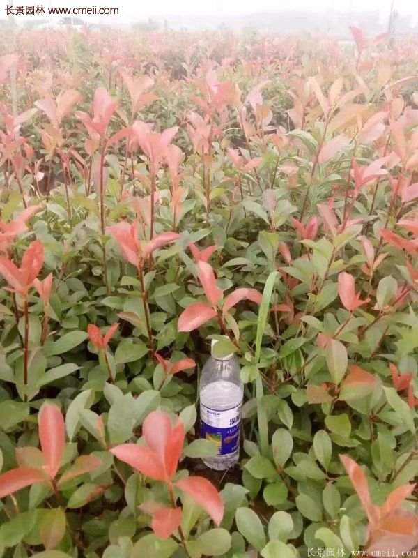 沭陽紅葉石楠的規格 沭陽紅葉石楠的規格