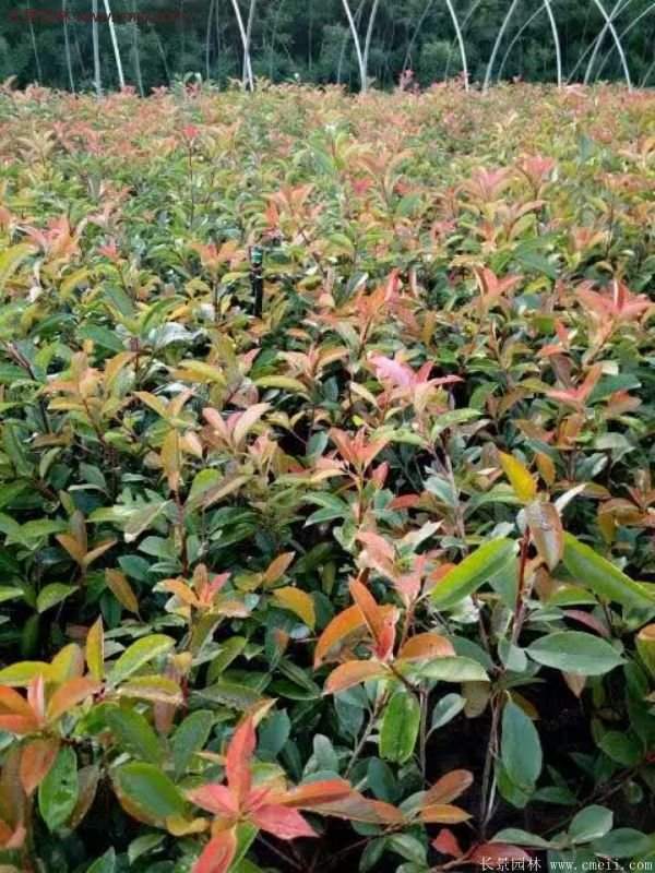 沭陽紅葉石楠的規格 沭陽紅葉石楠的規格