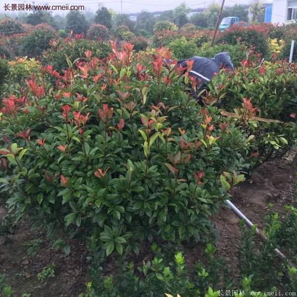 沭陽紅葉石楠的規格 沭陽紅葉石楠的規格