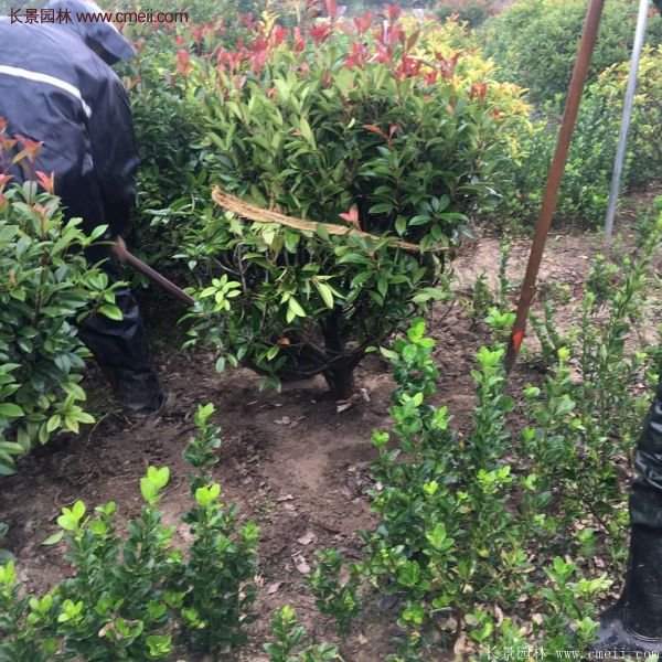 沭陽紅葉石楠的規格 沭陽紅葉石楠的規格