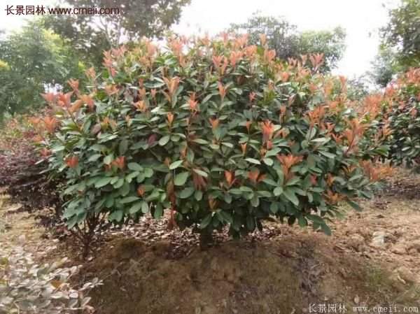 沭陽紅葉石楠的規格 沭陽紅葉石楠的規格