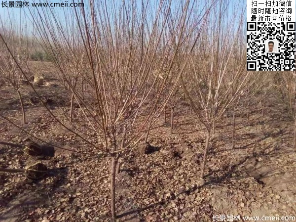 地徑5-7公分紅梅，數量7000棵左右