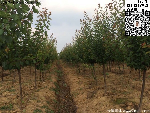 地徑5-7公分紅梅，數量7000棵左右