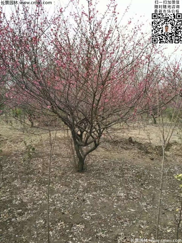 地徑5-7公分紅梅，數量7000棵左右