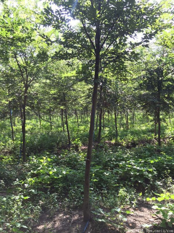 供應6-8公分的櫸樹價格市場比較低