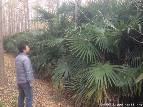 棕櫚苗木-沭陽長景園林 棕櫚苗木-沭陽長景園林