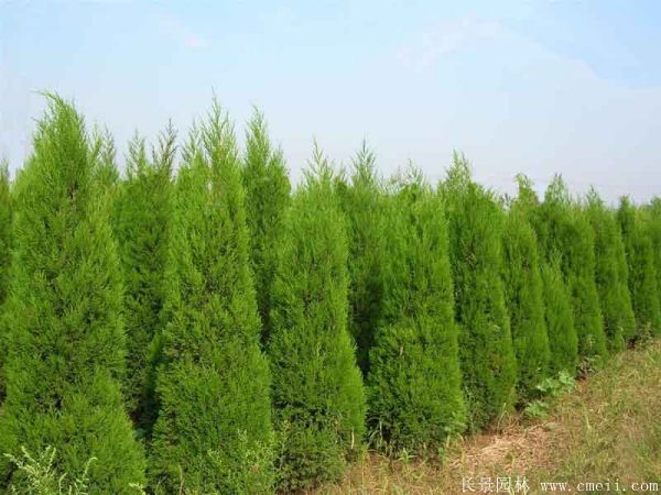 北京檜柏圖片 北京檜柏圖片