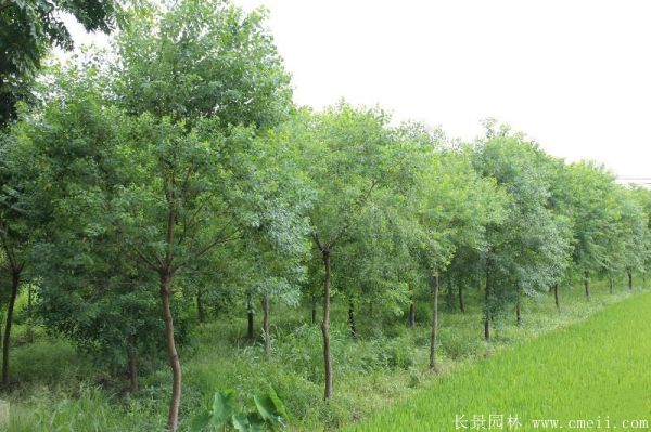 紅葉烏桕圖片紅葉烏桕基地實拍 紅葉烏桕圖片紅葉烏桕基地實拍