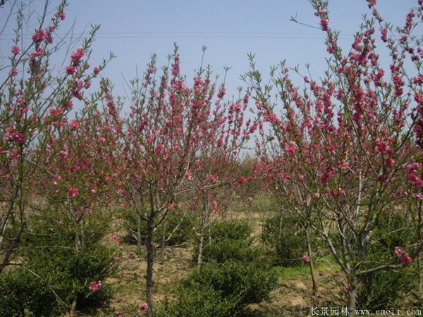 紅葉碧桃圖片紅葉碧桃基地實拍 紅葉碧桃圖片紅葉碧桃基地實拍