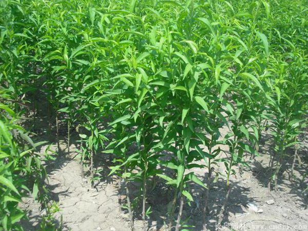 桃樹圖片桃樹基地實拍 桃樹圖片桃樹基地實拍