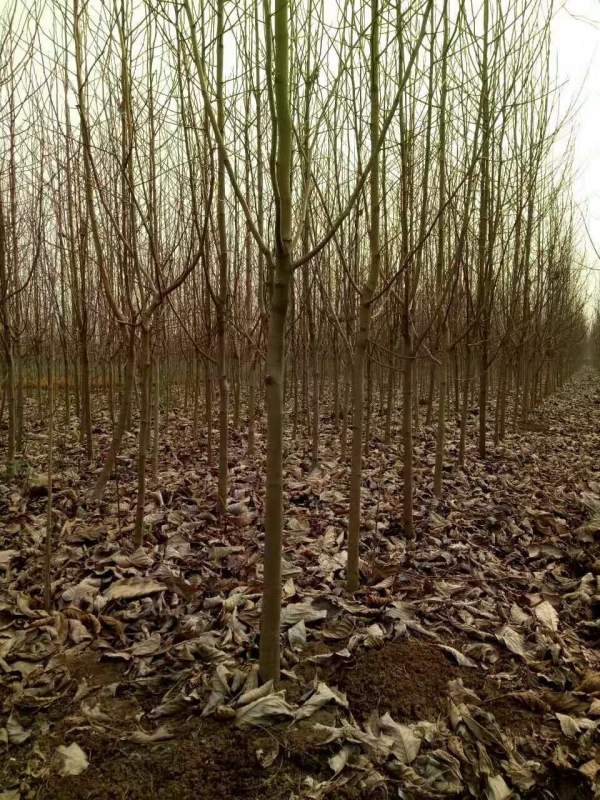 白玉蘭圖片白玉蘭基地實(shí)拍 白玉蘭圖片白玉蘭基地實(shí)拍