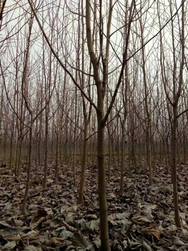 白玉蘭圖片白玉蘭基地實(shí)拍 白玉蘭圖片白玉蘭基地實(shí)拍