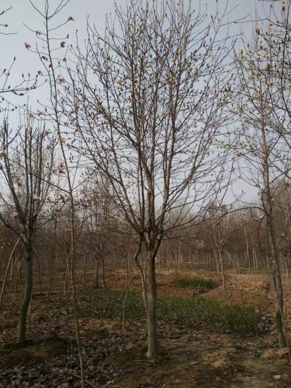 白玉蘭圖片白玉蘭基地實(shí)拍 白玉蘭圖片白玉蘭基地實(shí)拍