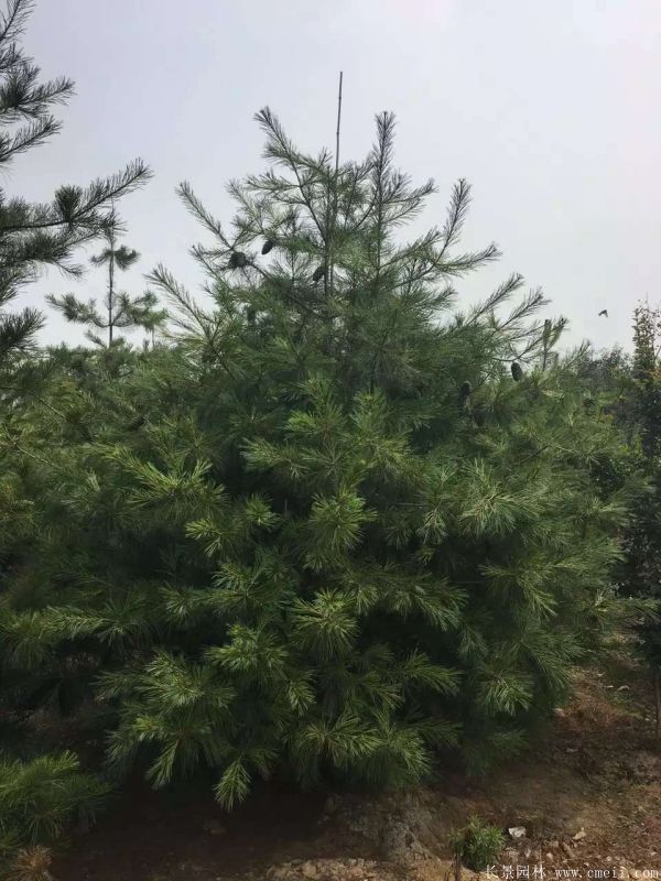 白皮松圖片白皮松基地實拍 白皮松圖片白皮松基地實拍