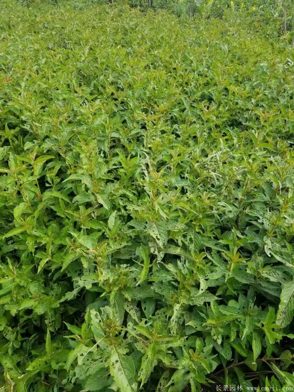 紅王子錦帶圖片基地實(shí)拍