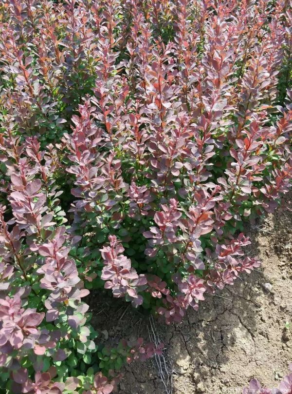 紅葉小檗圖片基地實拍 紅葉小檗圖片基地實拍