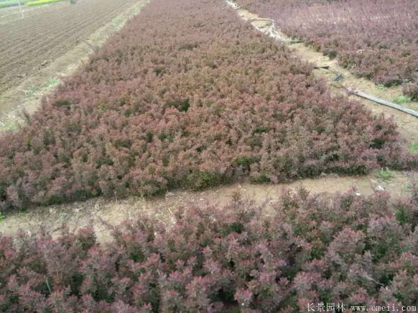 紅葉小檗圖片基地實拍 紅葉小檗圖片基地實拍