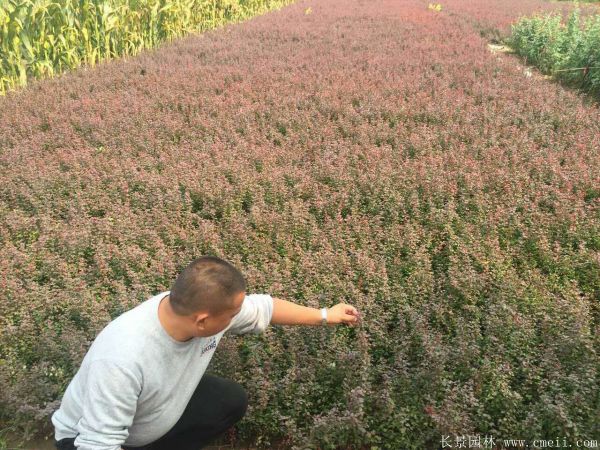 紅葉小檗圖片基地實拍 紅葉小檗圖片基地實拍