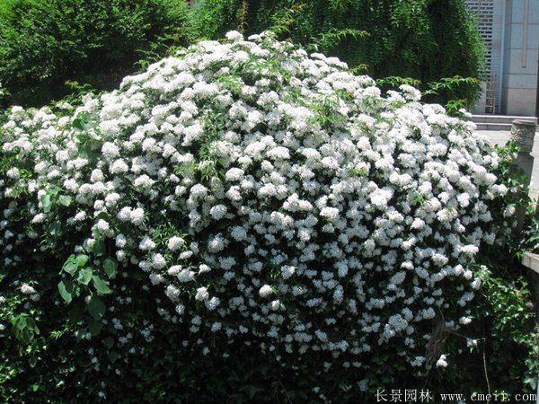 藤本薔薇圖片基地實(shí)拍